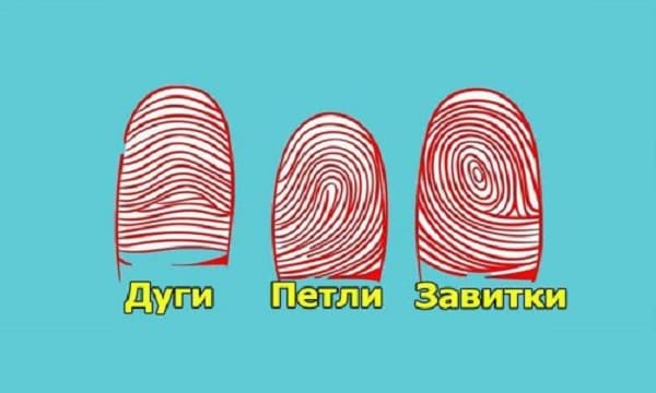 Узоры на пальцах. Завитки на пальцах. Завитки и петли на пальцах. Дуги петли завитки на пальцах. Отпечатки пальцев дуги петли завитки.