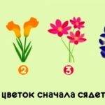 На какой цветок сначала сядет бабочка?