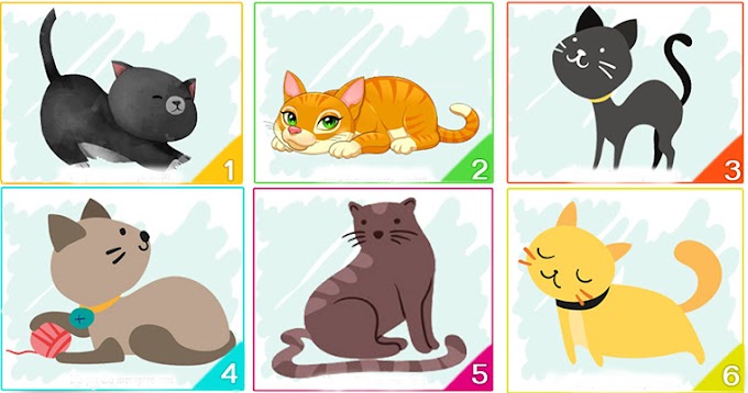 Тест: кошка, которую вы выберите, расскажет многое о вашей личности