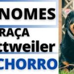 Nomes de Cachorro Fêmea Rottweiler