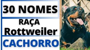 Nomes de Cachorro Fêmea Rottweiler